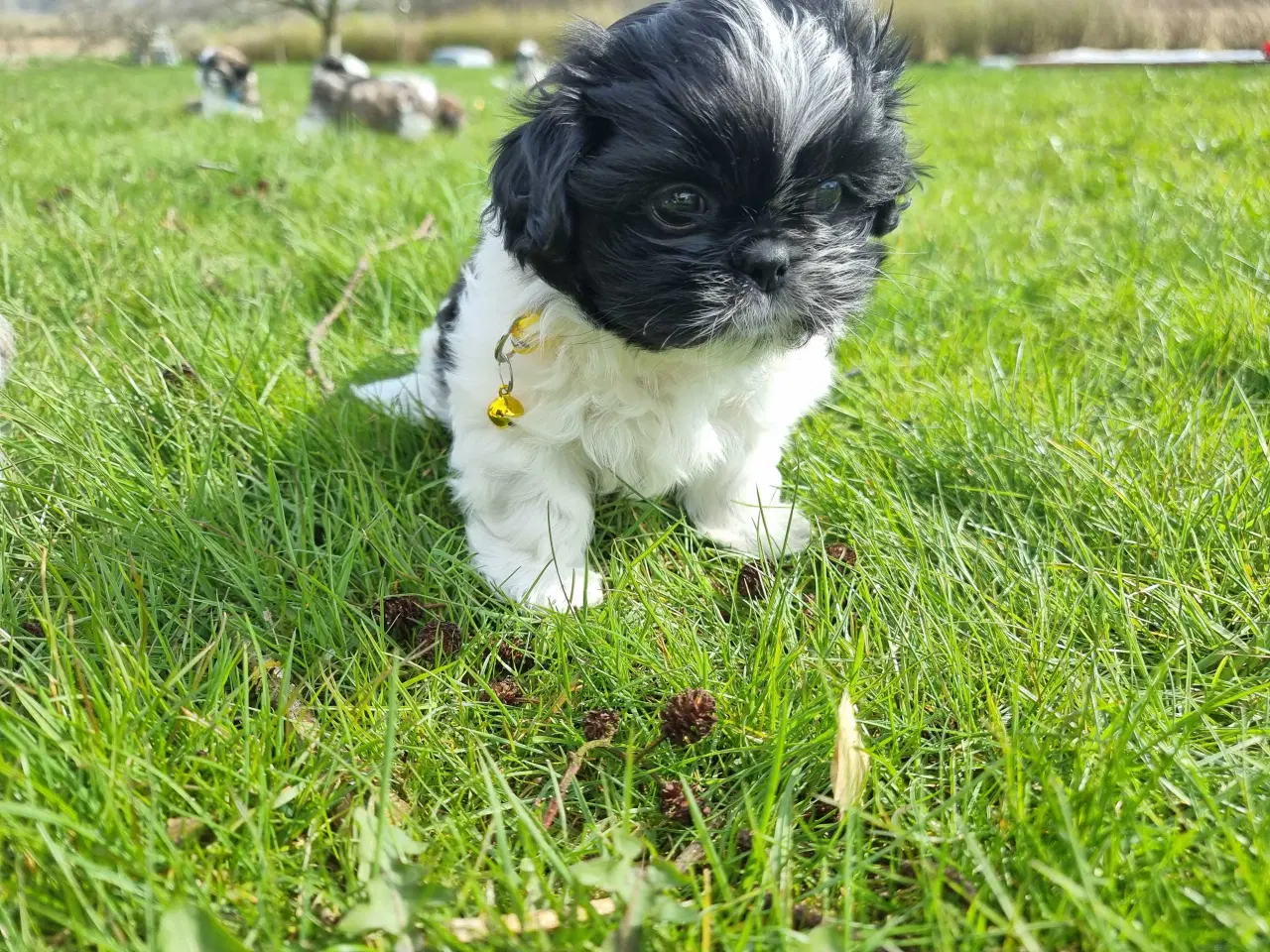 Billede 1 - Shih tzu hvalp