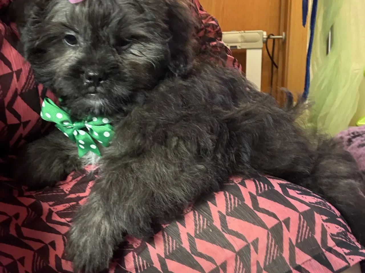 Billede 9 - Rejseklar Shihpoo /Klar i dit nye hjem/