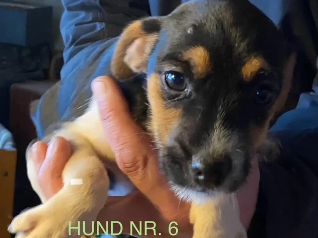 Billede 6 - Hunde hvalpe sælges