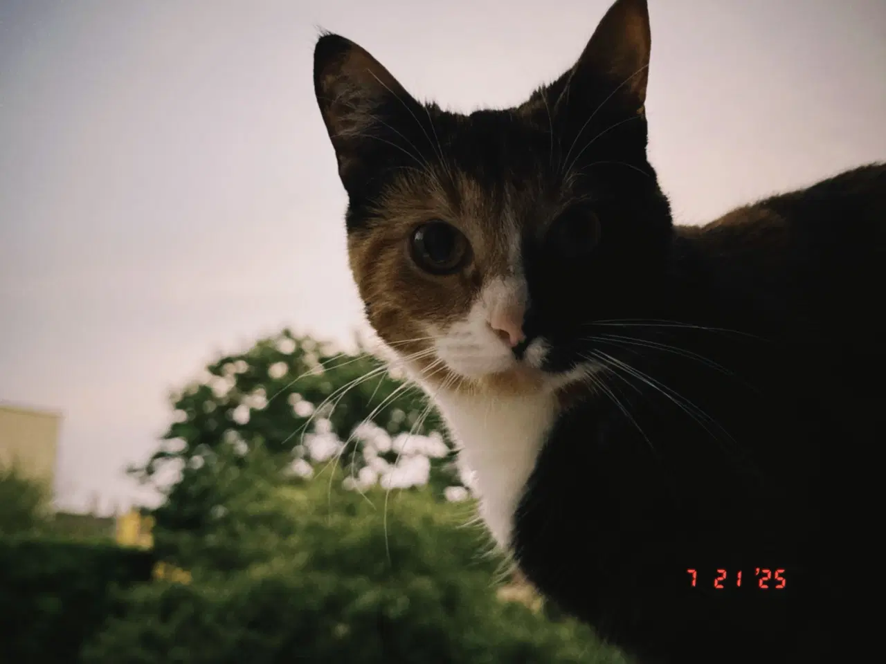 Billede 2 - Gratis kat til salg 