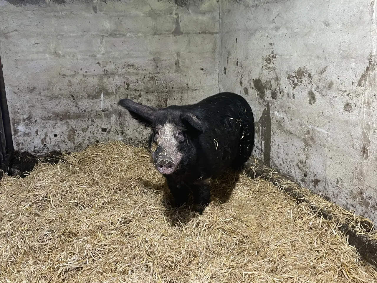 Billede 2 - Rigtig rar og meget stor orne