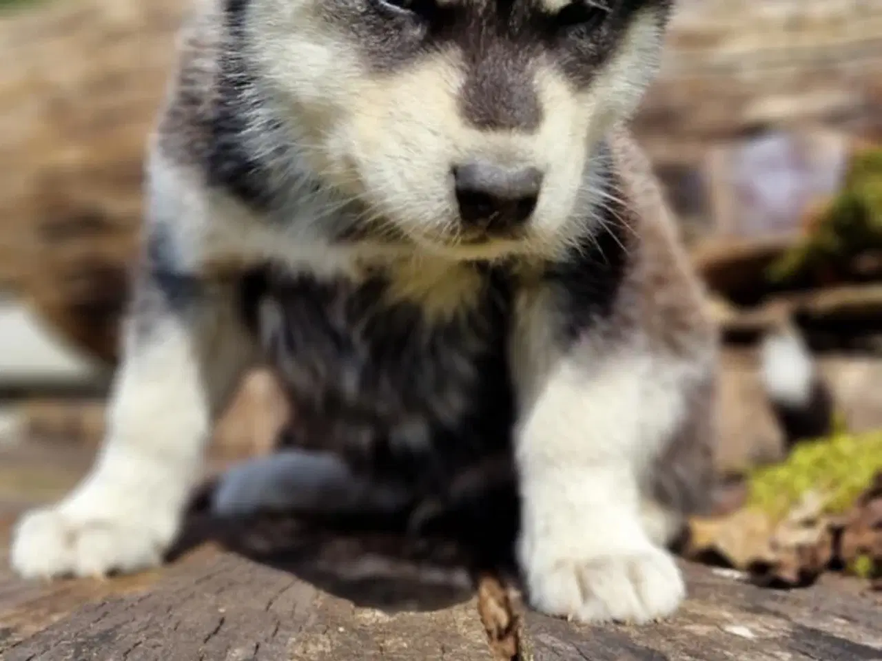 Billede 2 - Alaskan Malamute hvalpe til salg –smukke og sunde!