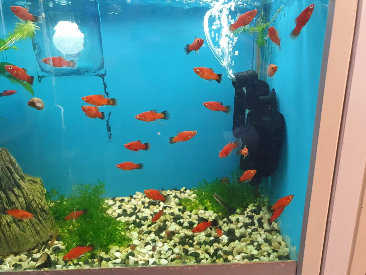 Billede 7 - đ Platy akvariefisk sĂŚlges â flotte farver og sun