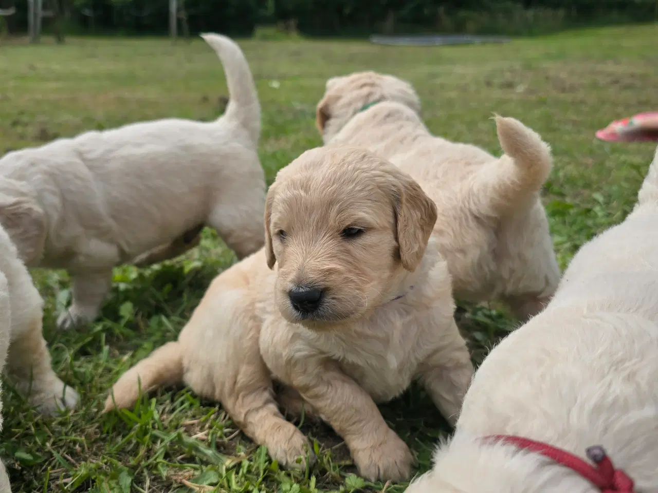 Billede 11 - Goldendoodle hvalpe søger nyt hjem.