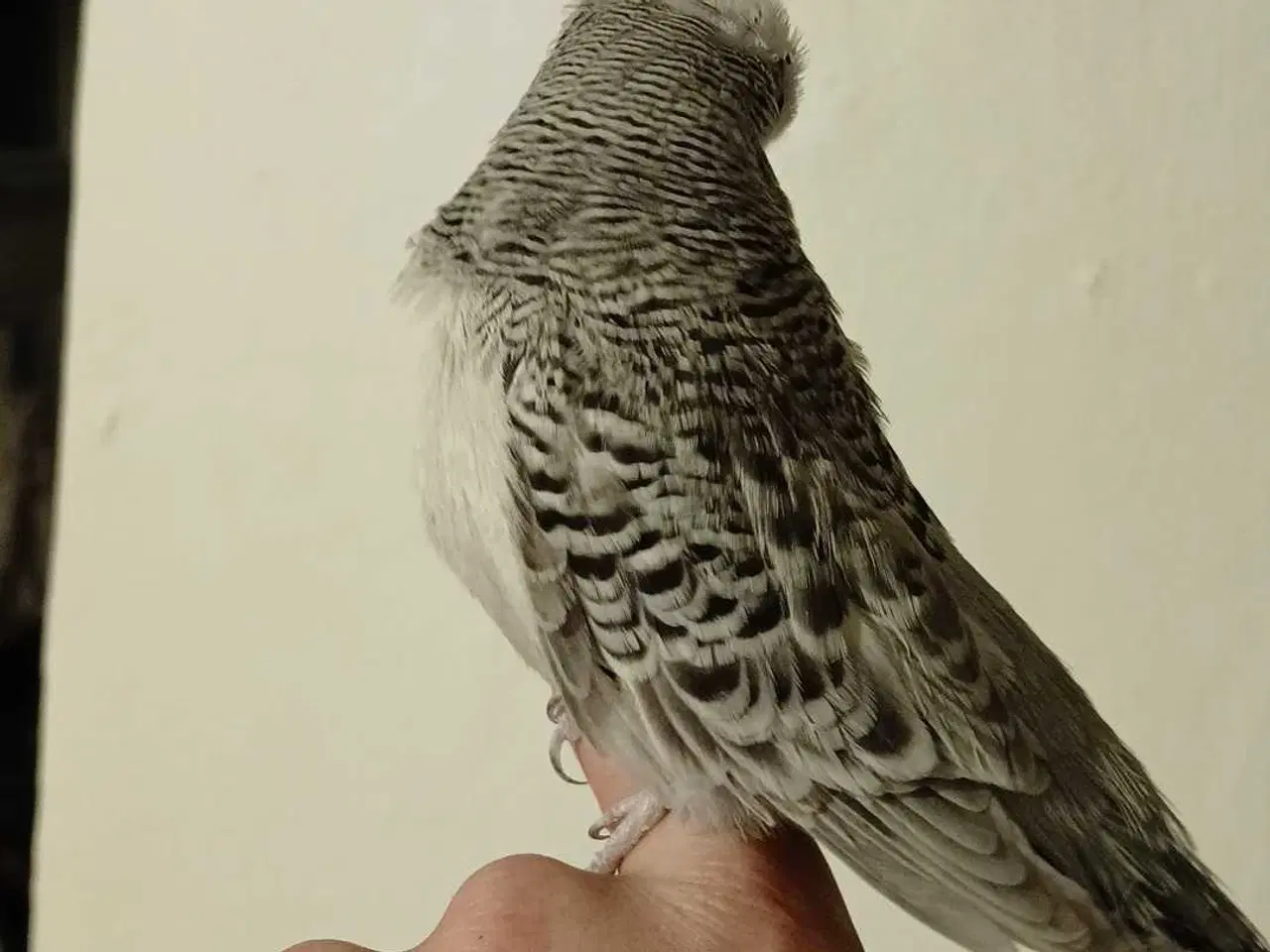 Billede 12 - Engelske undulater hun