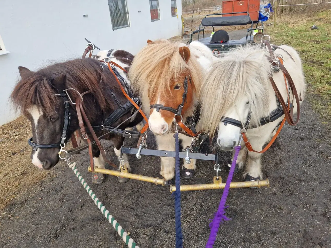 Billede 5 - Shetlænder hingst