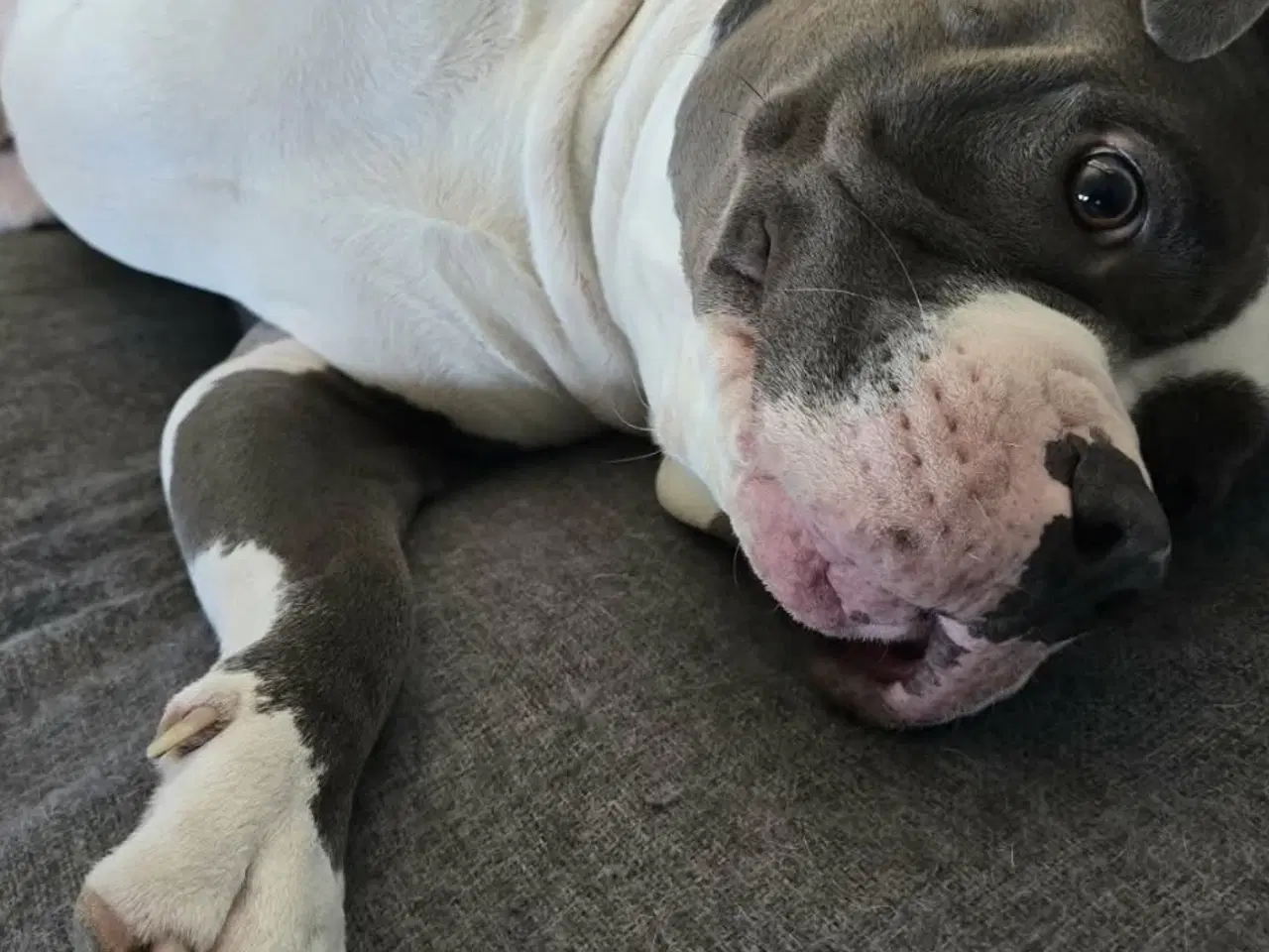 Billede 3 - XXL bully