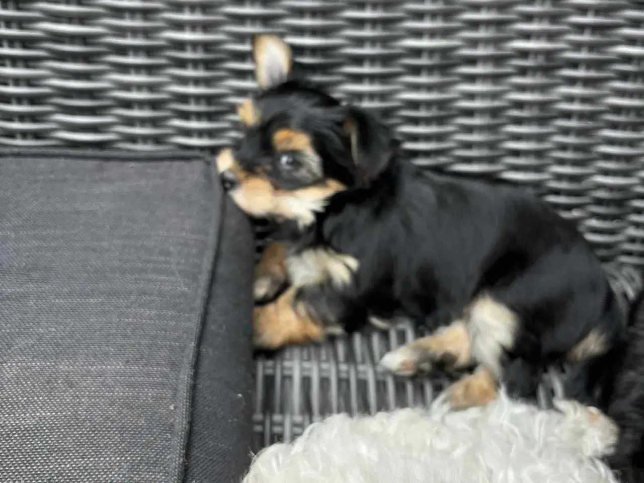 Billede 5 - Hundehvalpe 