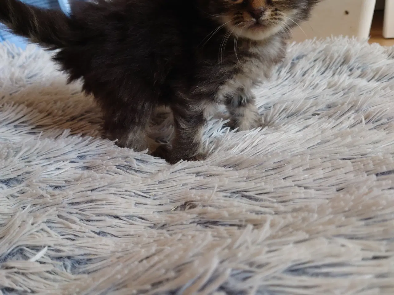 Billede 10 - Maine coon killing Far med tavle