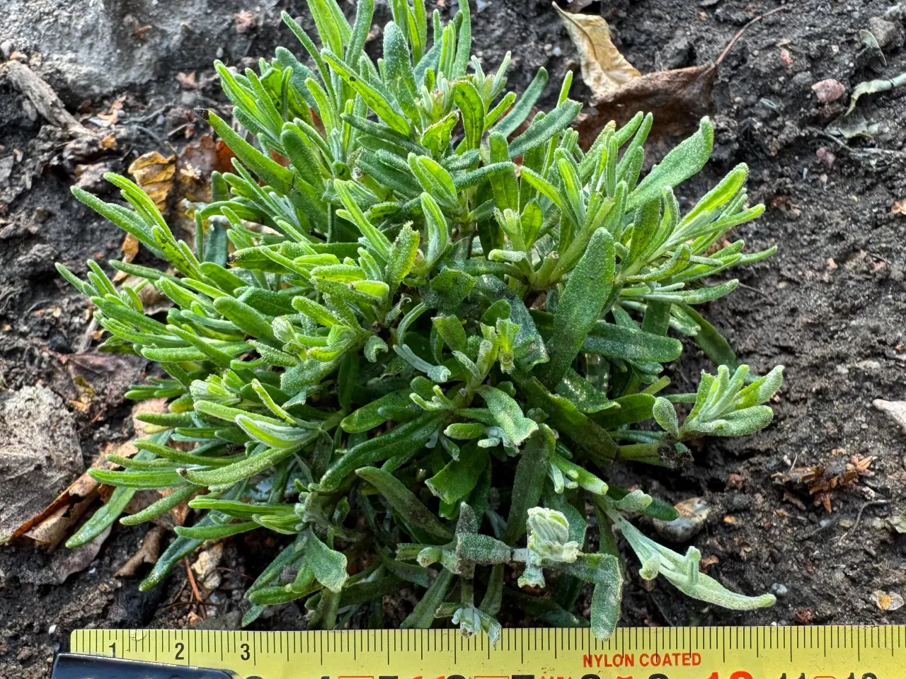 Billede 2 - Lavendelplanter
