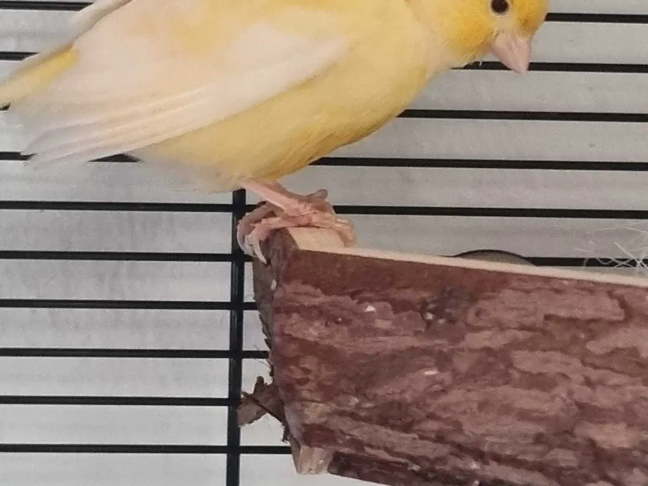 Billede 4 - 4 kanarier og 1 undulat