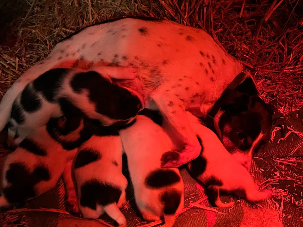 Billede 4 - Dansksvensk gårdhund til salg