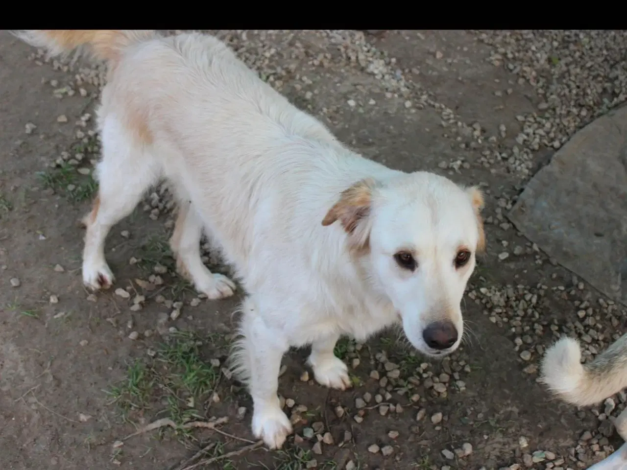 Billede 4 - Dejlige Zaki søger familie 