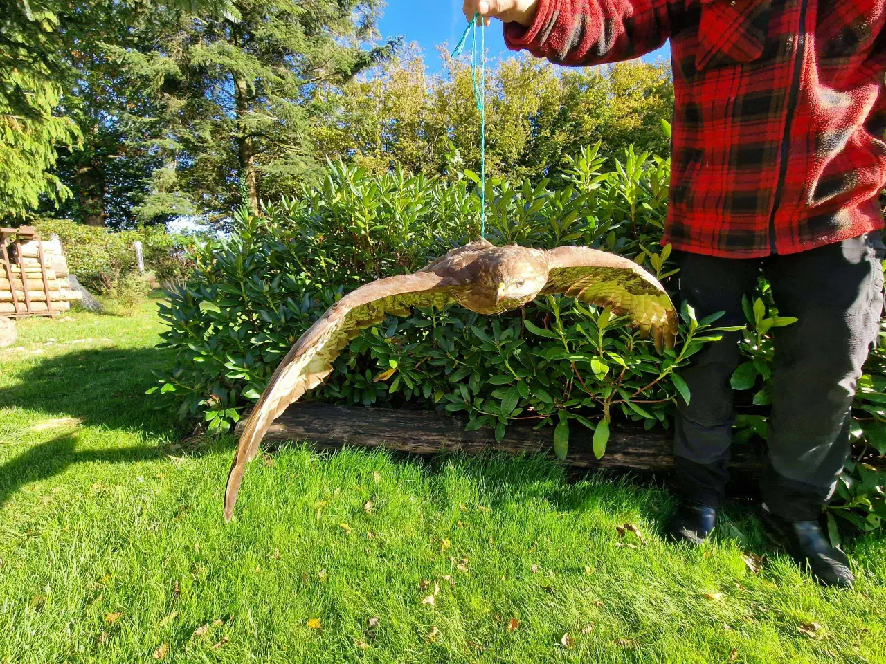 Billede 3 - Musvåge flyvende