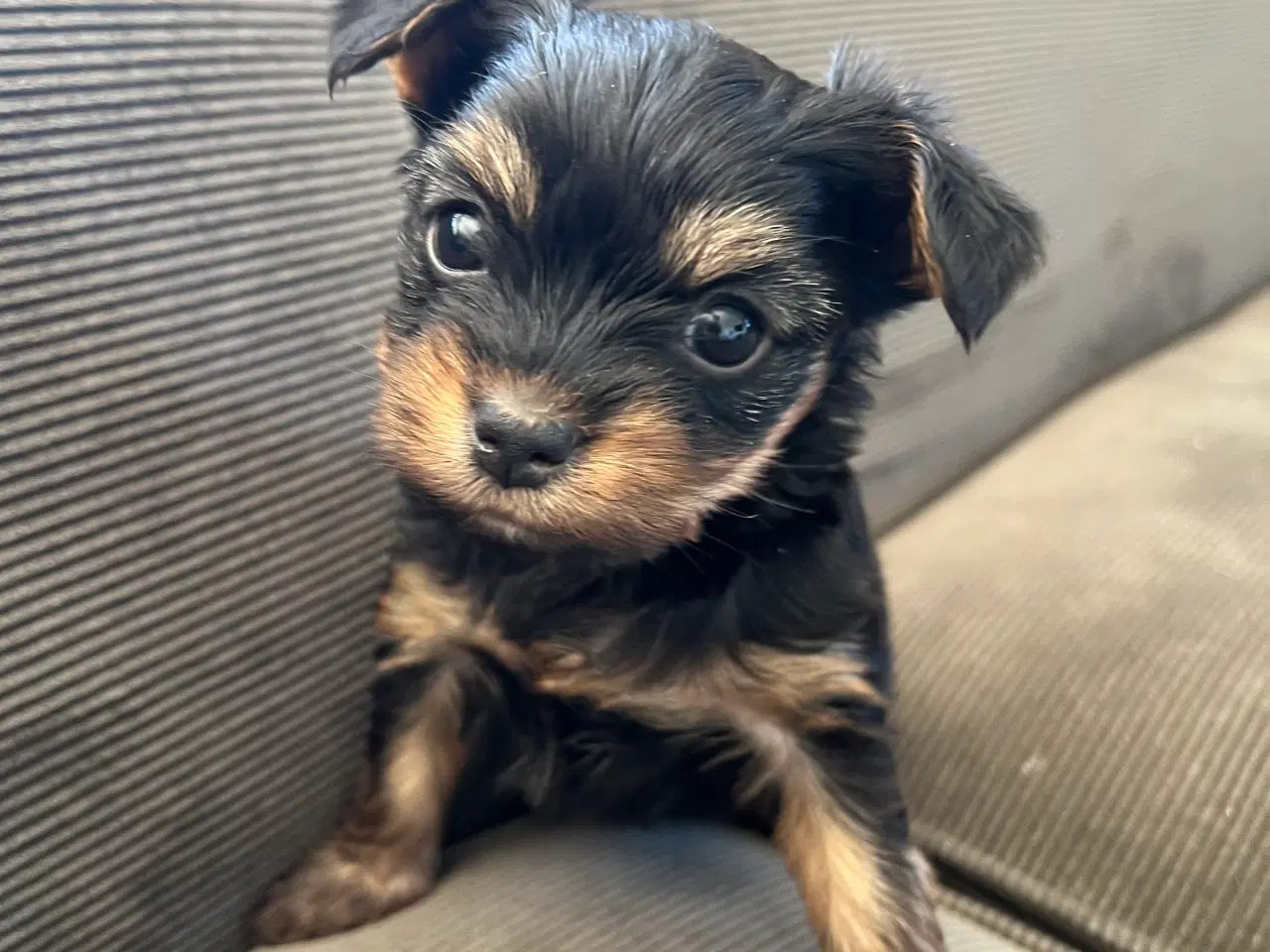 Billede 12 - Yorkshire terrier/Chihuahua