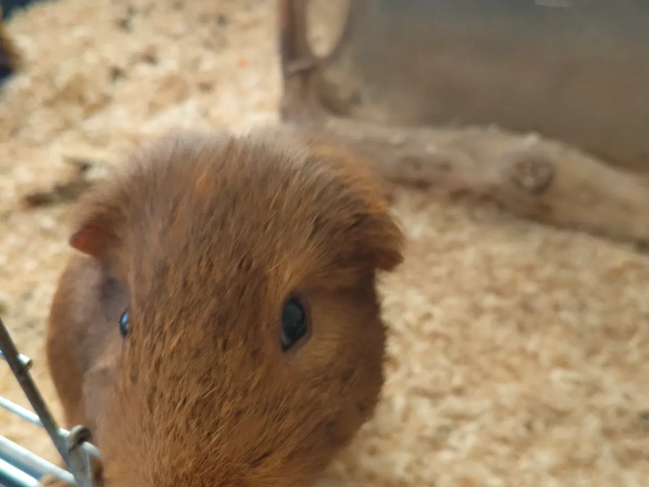 Billede 3 - To han marsvin søger nyt hjem