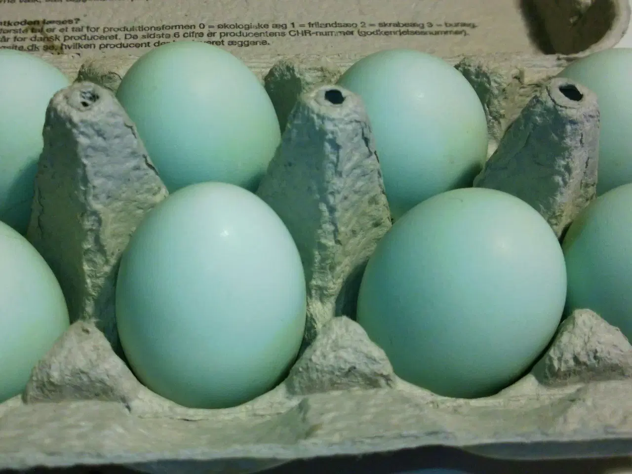 Billede 3 - Blå Araucana rugeæg