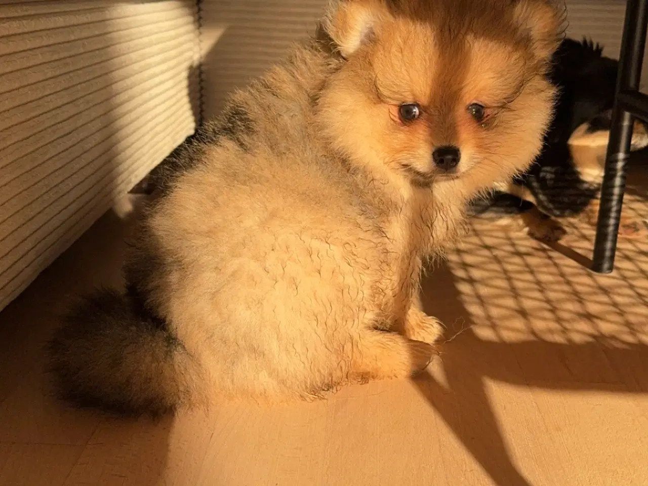 Billede 2 - Pomeranian han. 