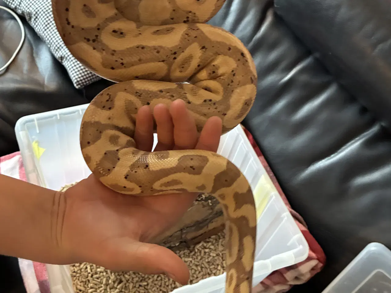 Billede 1 - Kongepyton Banana leopard 100% het clown