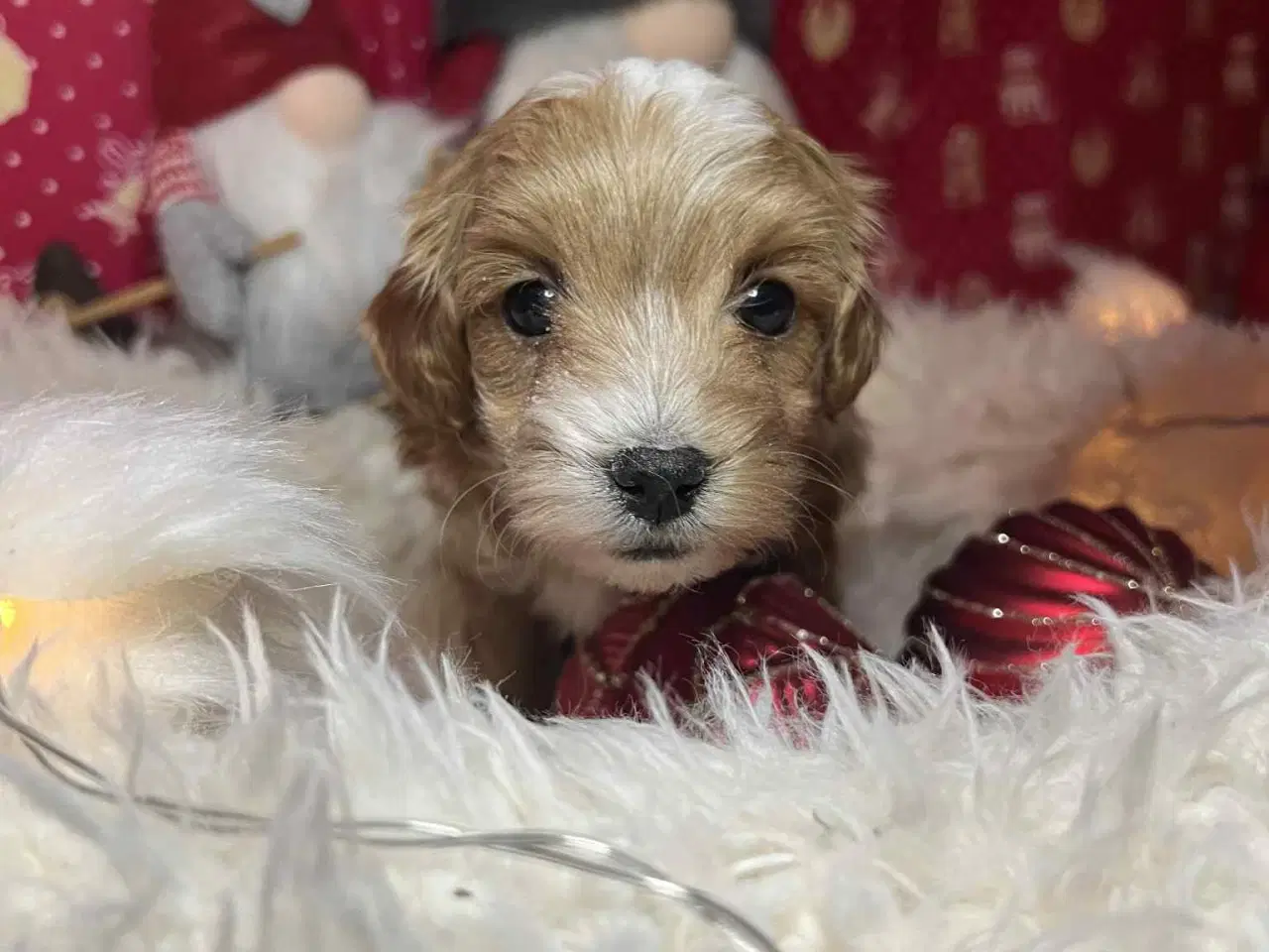 Billede 9 - Maltipoo 