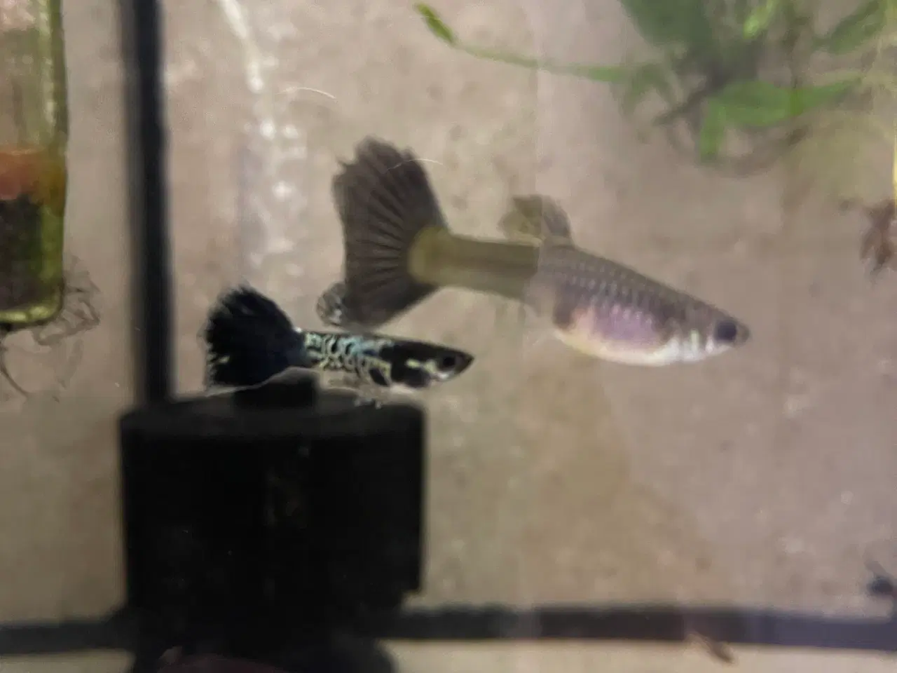 Billede 1 - Black Cobra Guppyer 