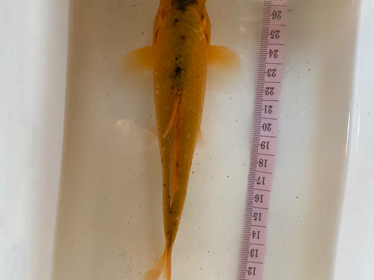Billede 1 - Koi karper 