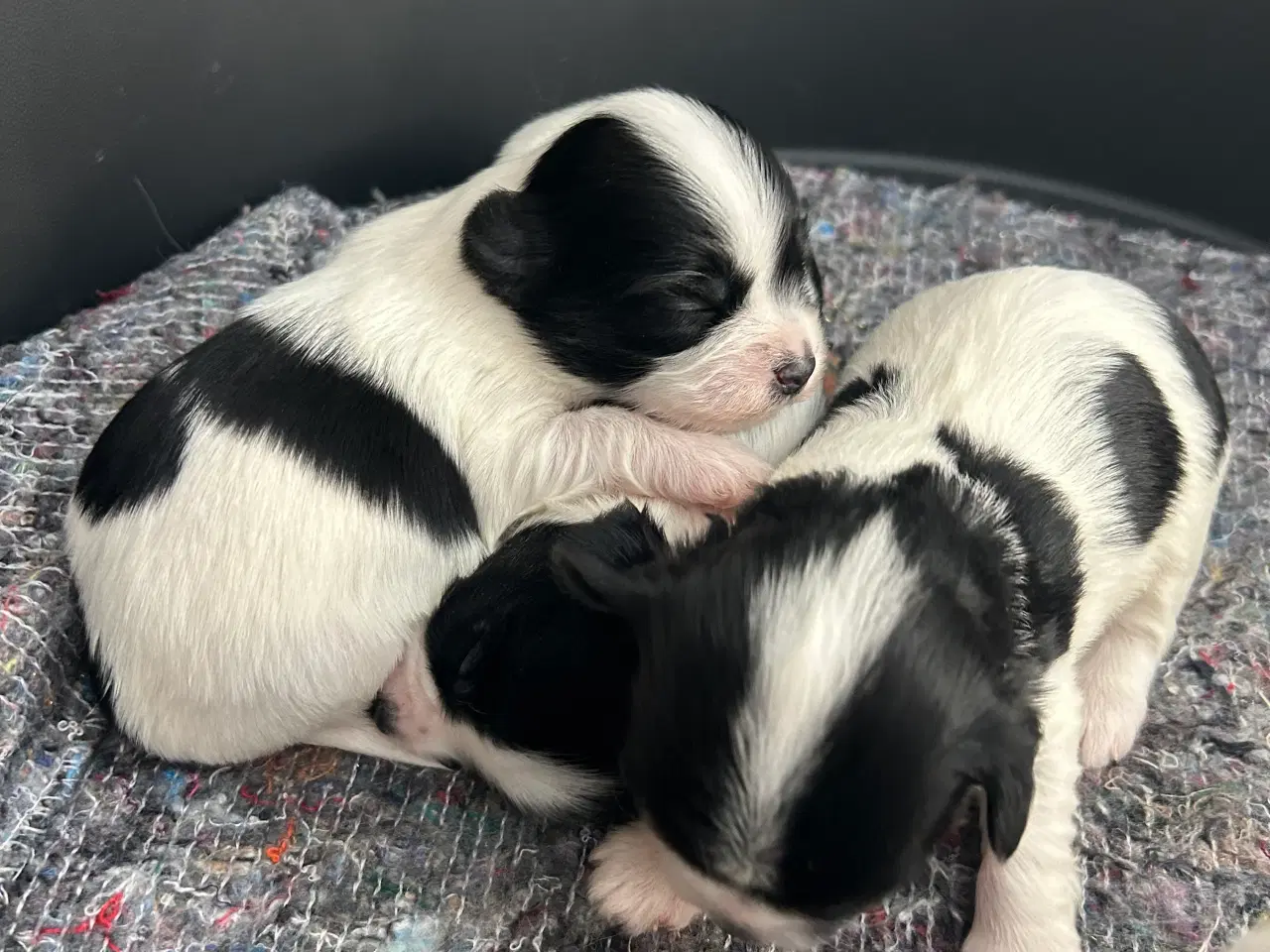 Billede 1 - Bomulds hundehvalp