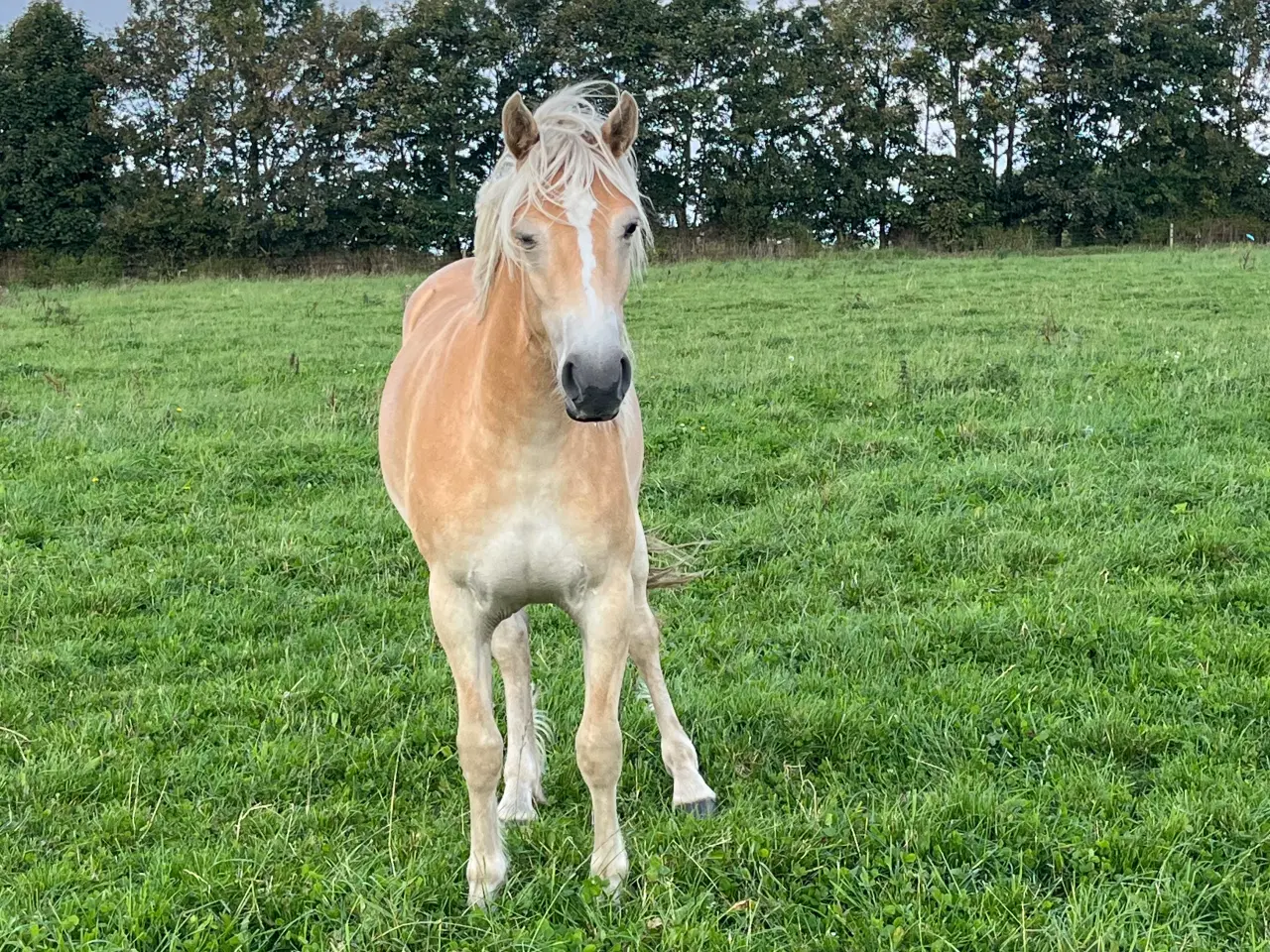 Billede 1 - Utrolig smuk 1 års haflinger hoppe. 