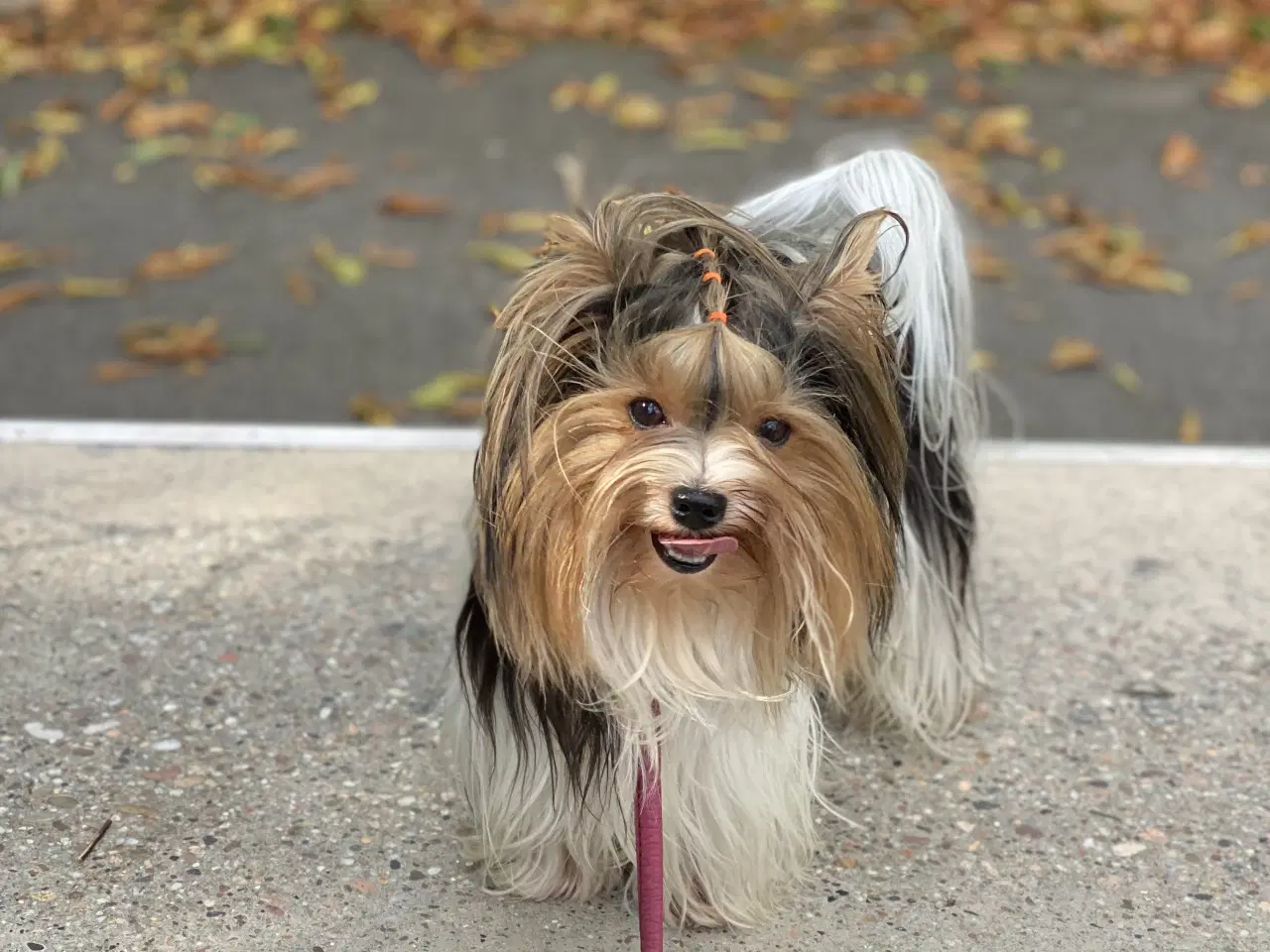 Billede 5 - Biewer til kærligt hjem - gerne pensionister