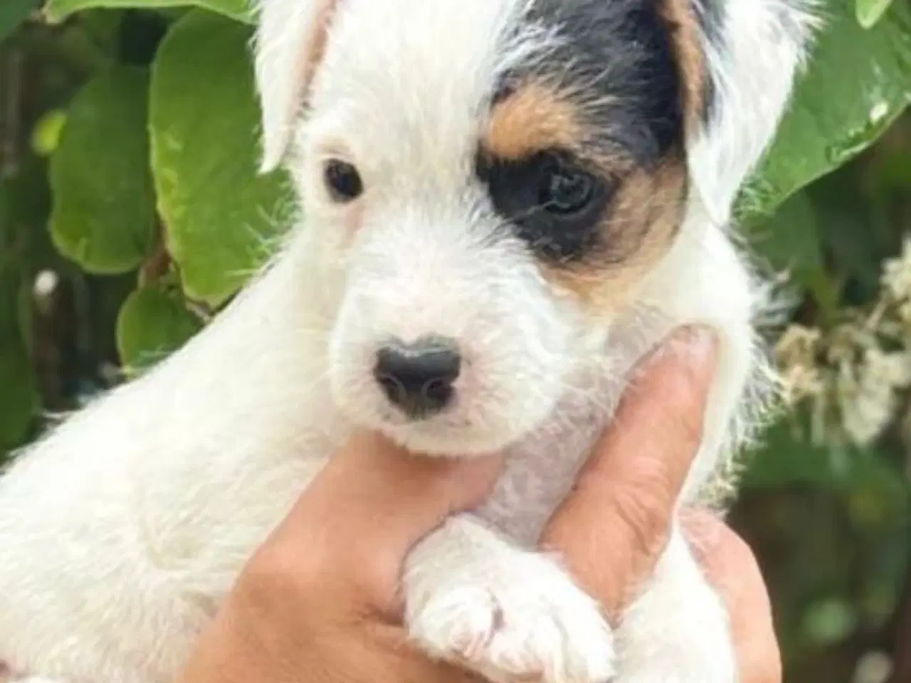 Billede 2 - Cnuddel (Parson Jack Russel Terrier)