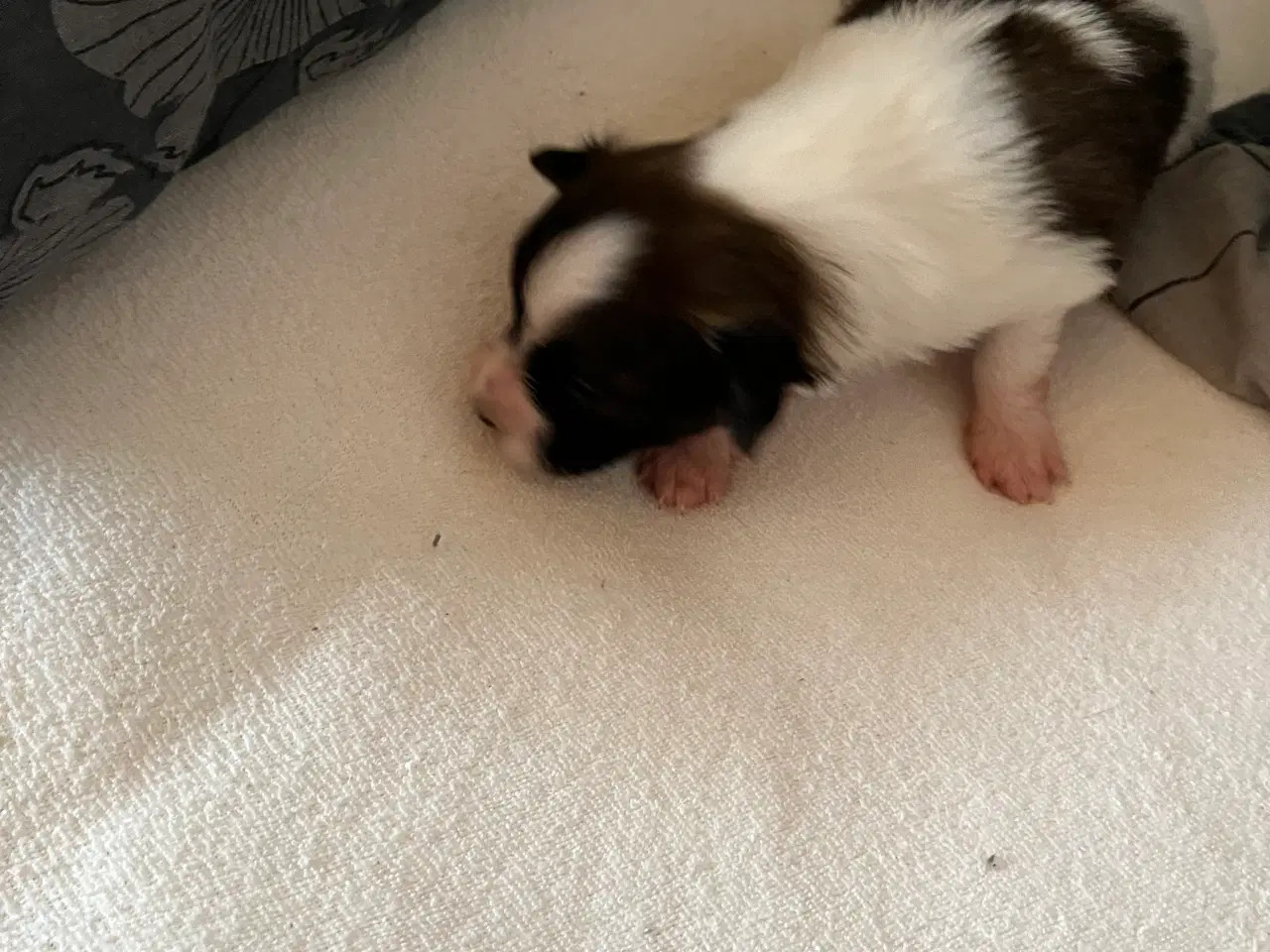 Billede 2 - Papillon hvalpe