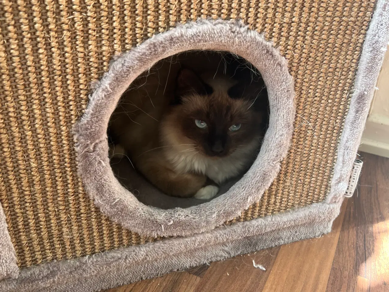 Billede 2 - Hellig Birma kat