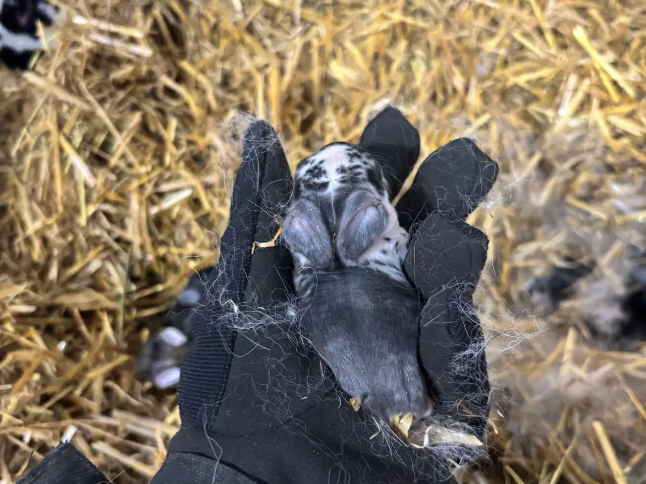 Billede 10 - Kaninunger mix af store racer