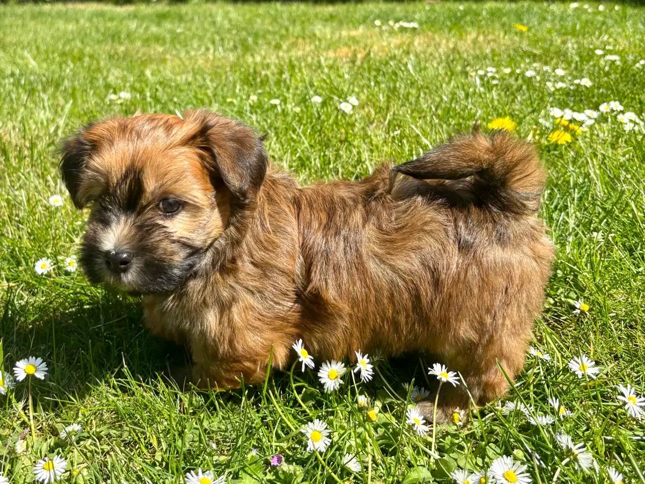 Billede 6 - Skønne Bichon Havanais-hvalpe
