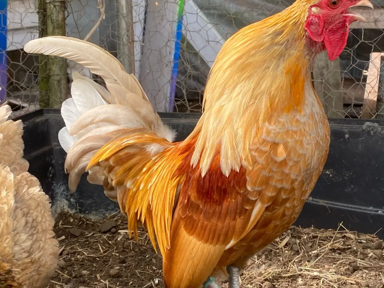 Billede 4 - Serama-blanding dværghane / Serama mix dwarf roo