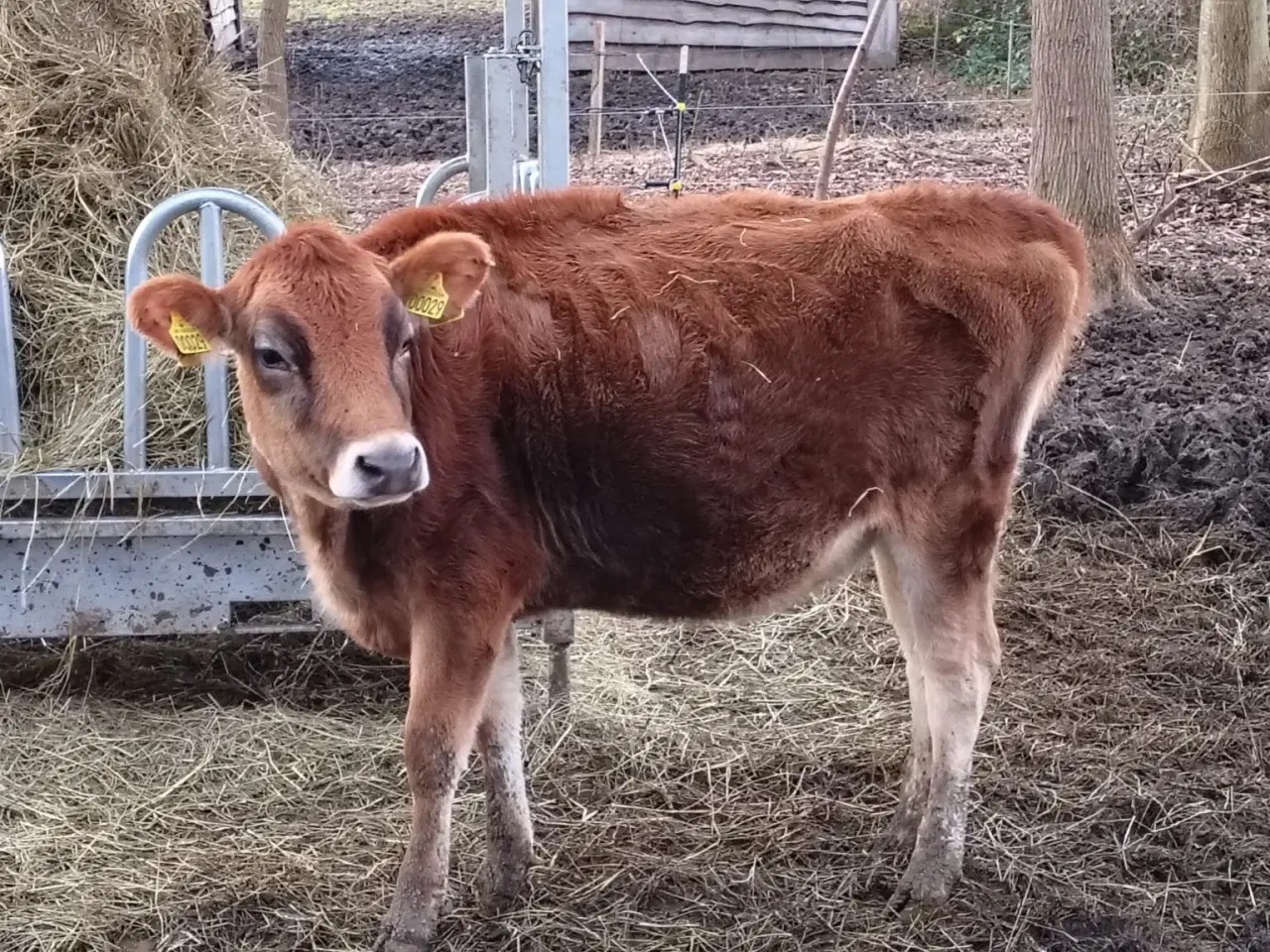 Billede 4 - Stambogsførte Jersey-køer fra lille "familie-gård"