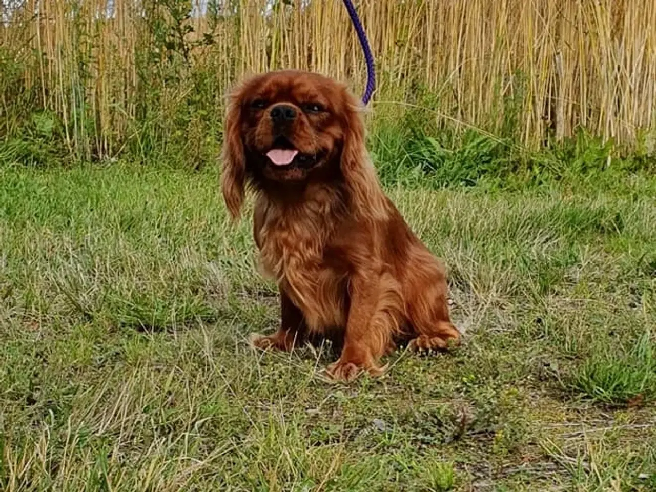 Billede 11 - cavalier king charles spaniel m stambog