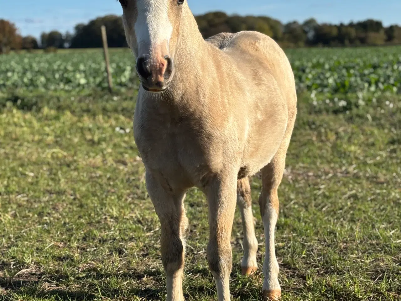 Billede 7 - Top charmerende hingsteføl