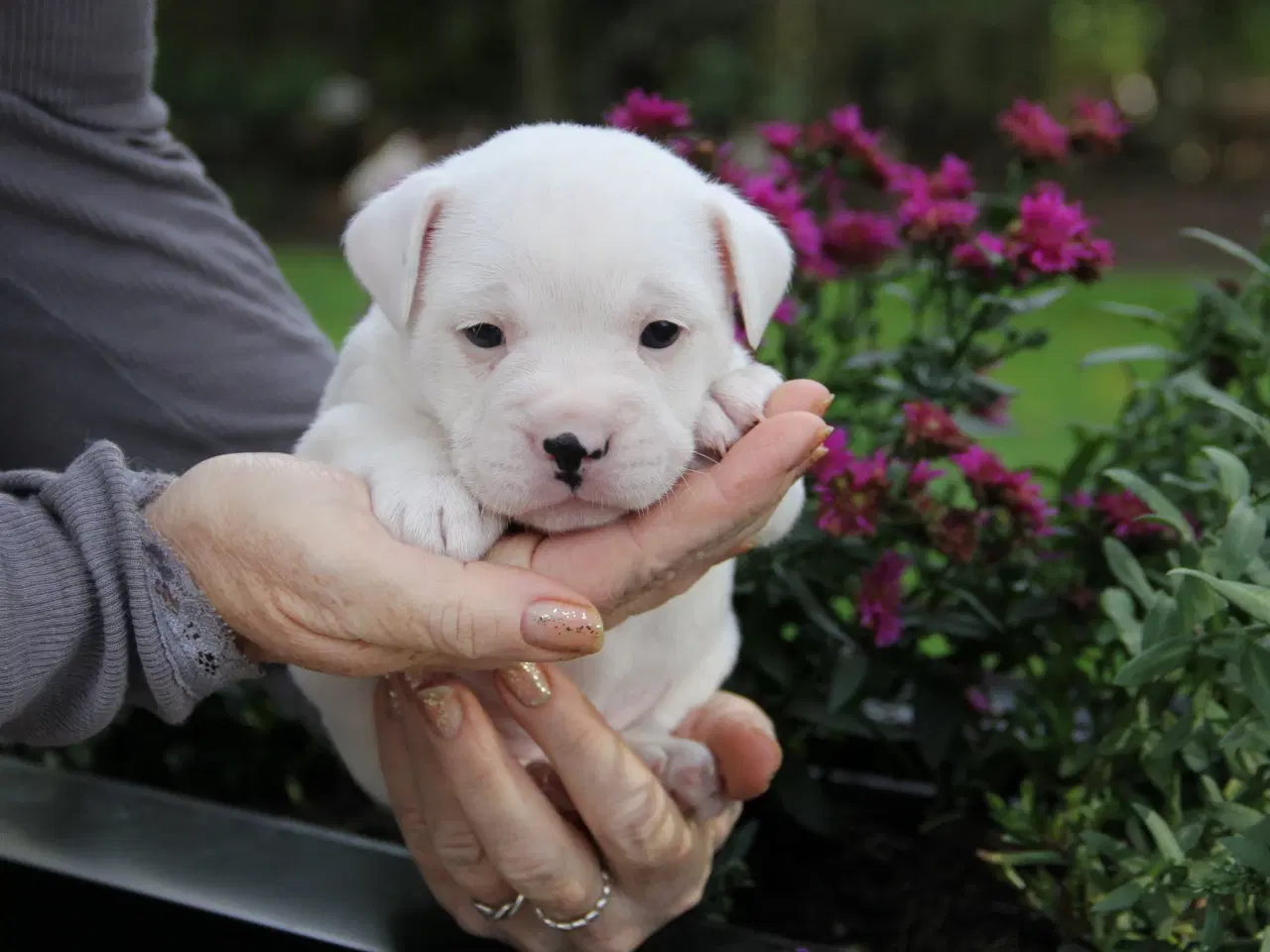 Billede 2 - Fransk bulldog blanding 