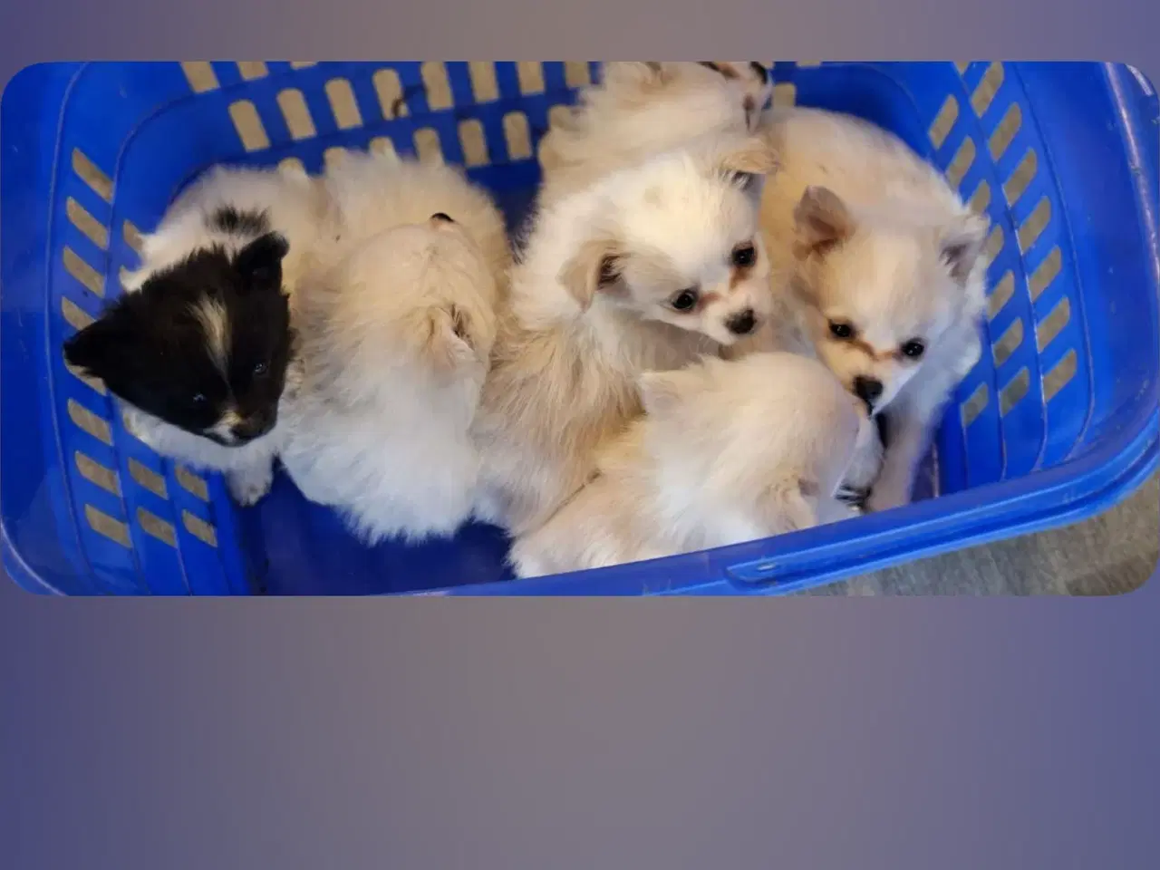 Billede 9 - Pomchi hvalpe 