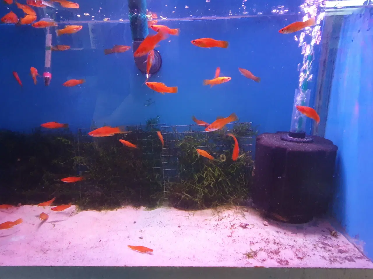 Billede 4 - Røde Sværddragere