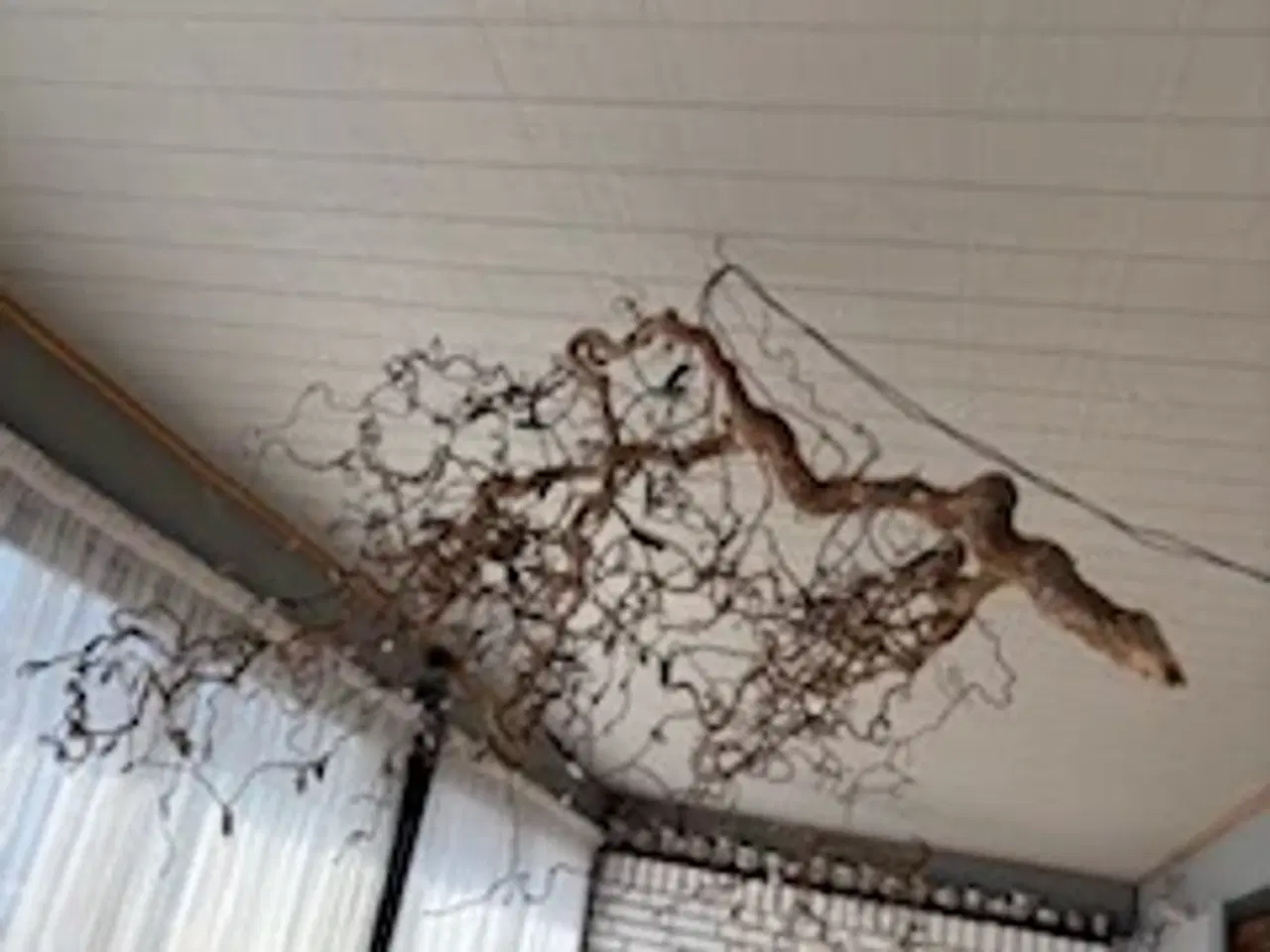 Billede 1 - Stor troldegren 