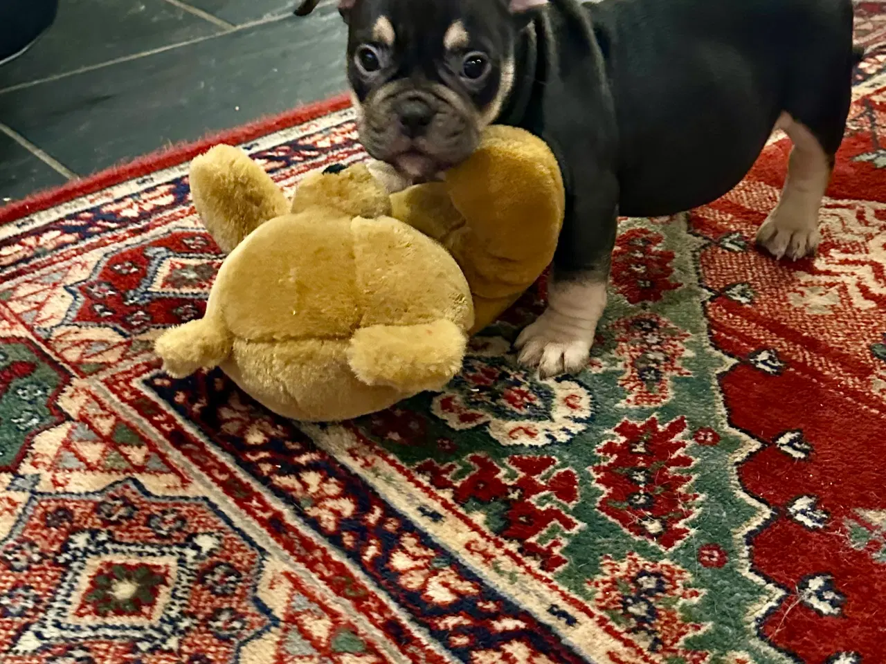 Billede 2 - New english bulldog