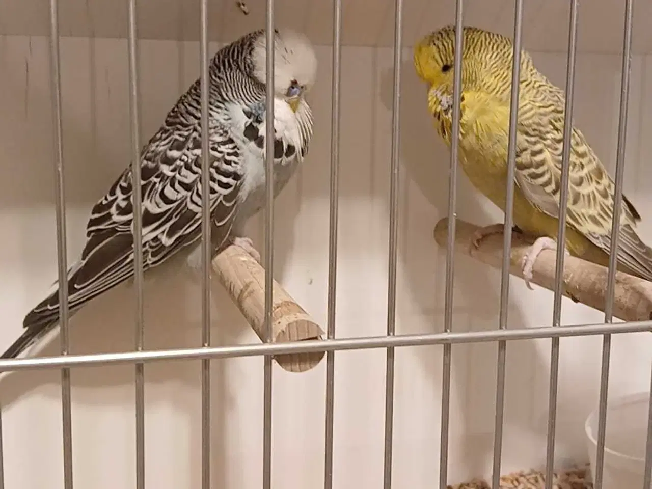 Billede 3 - 1 par Engelske undulater