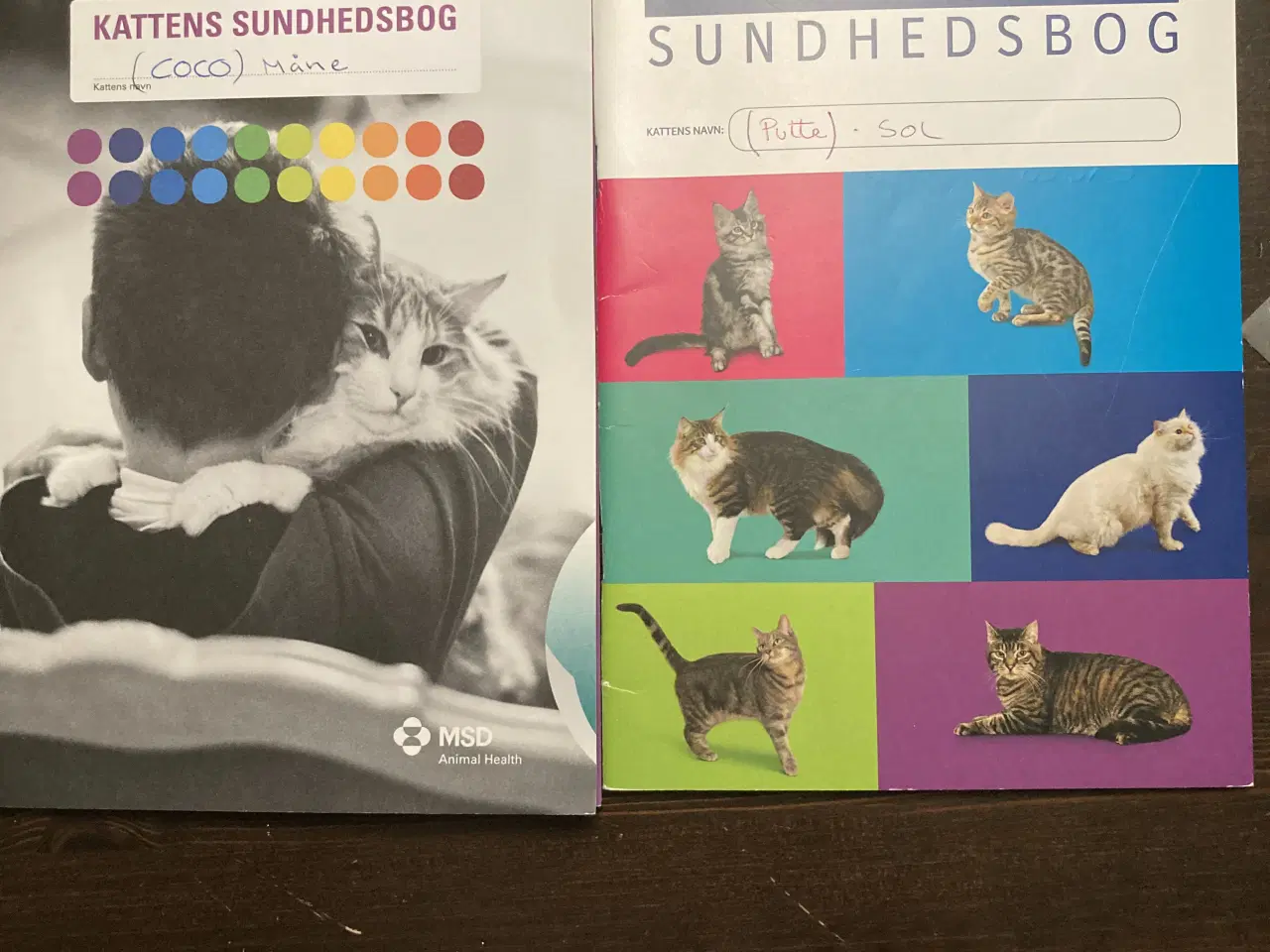 Billede 6 - Gratis (Maine Coon & Ragdoll) søger nyt hjem 