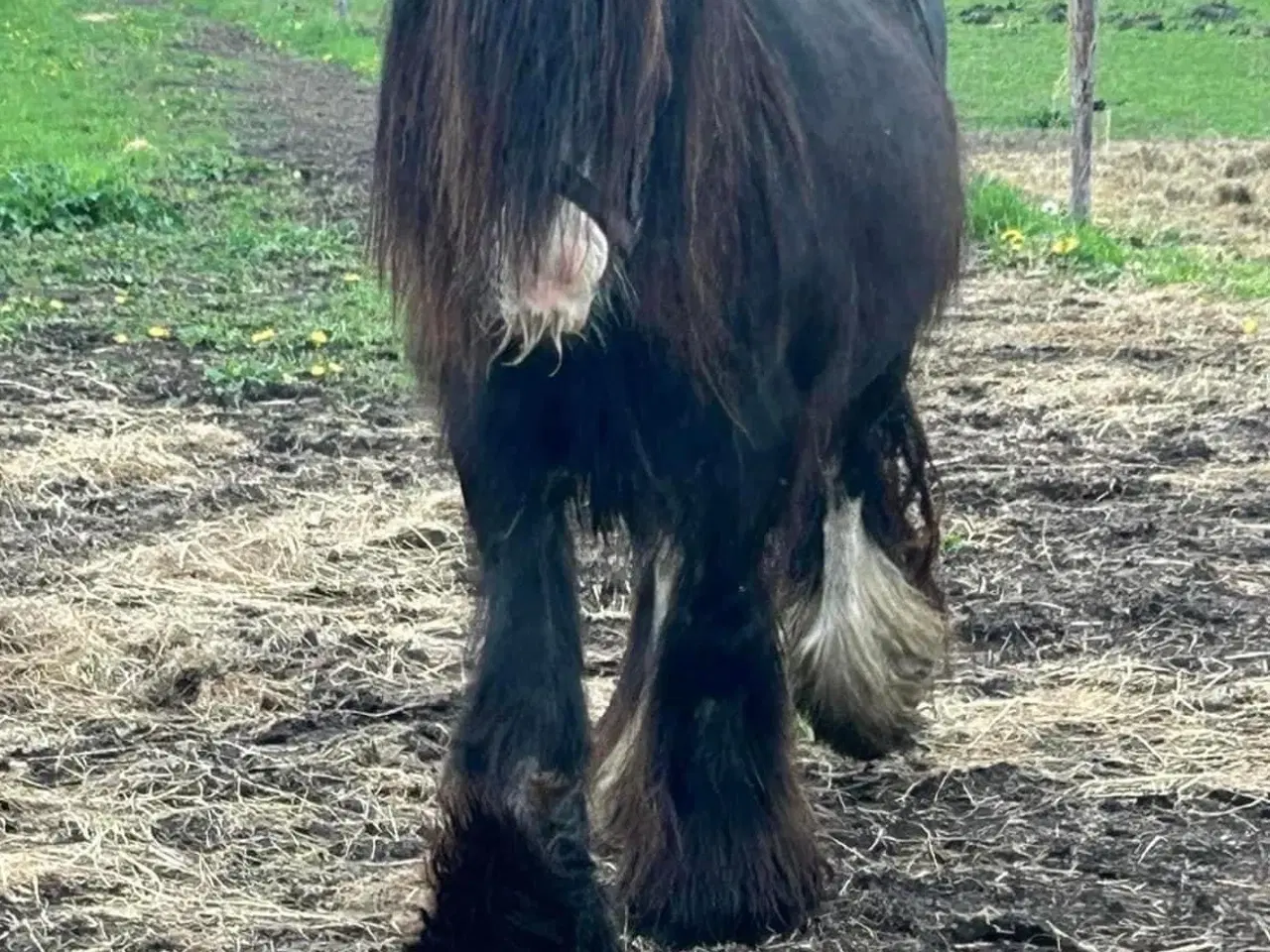 Billede 10 - Super skøn lille irish cob hoppe sælges 