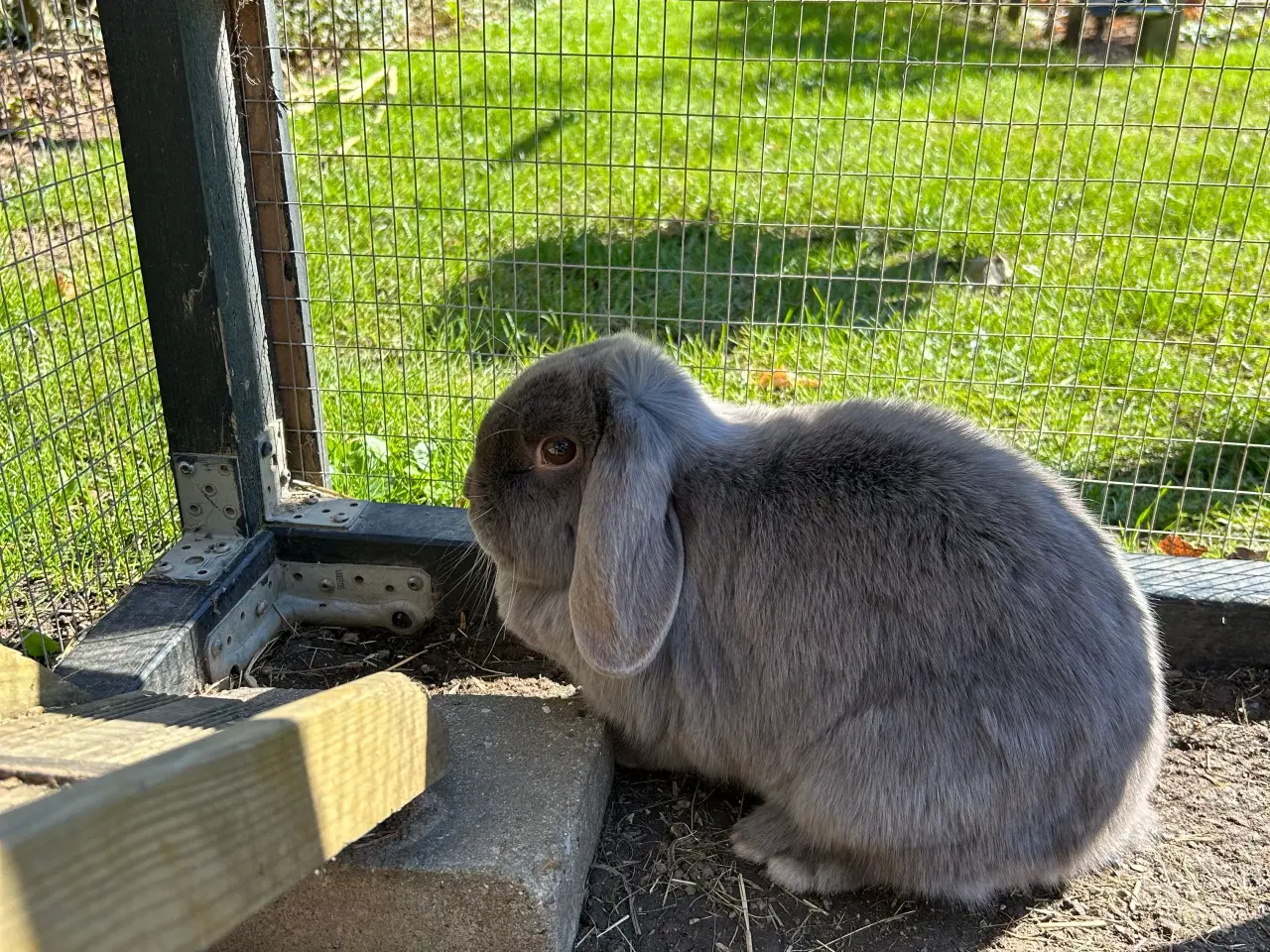 Billede 3 - 2 søde mini lop kaniner (søstre)
