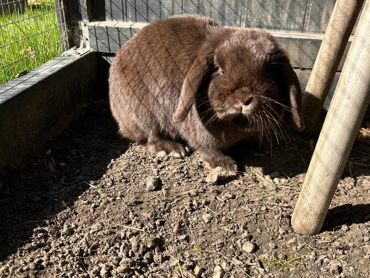 Billede 7 - 2 søde mini lop kaniner (søstre)