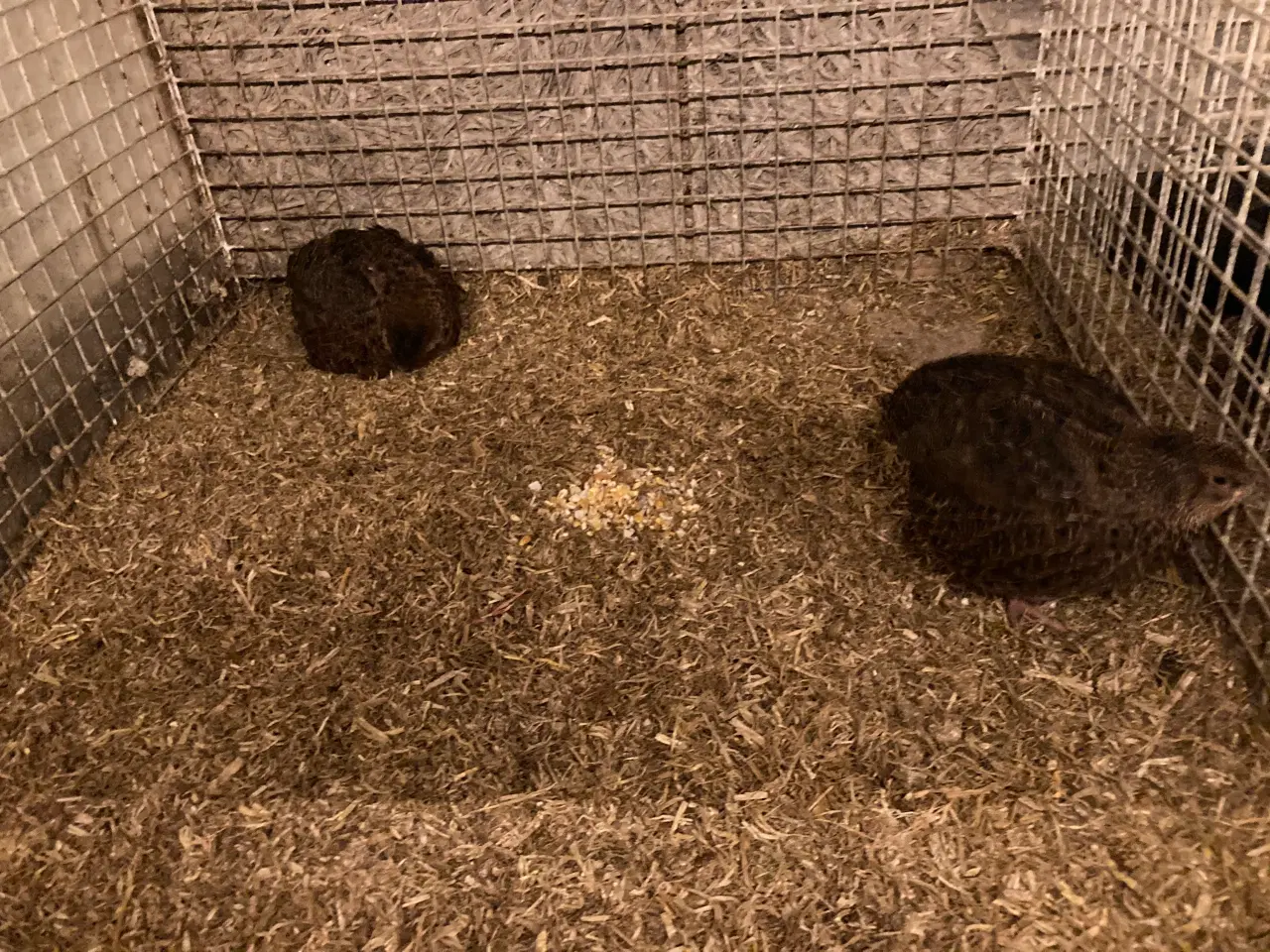 Billede 2 - Japanske Rosetta vagtler