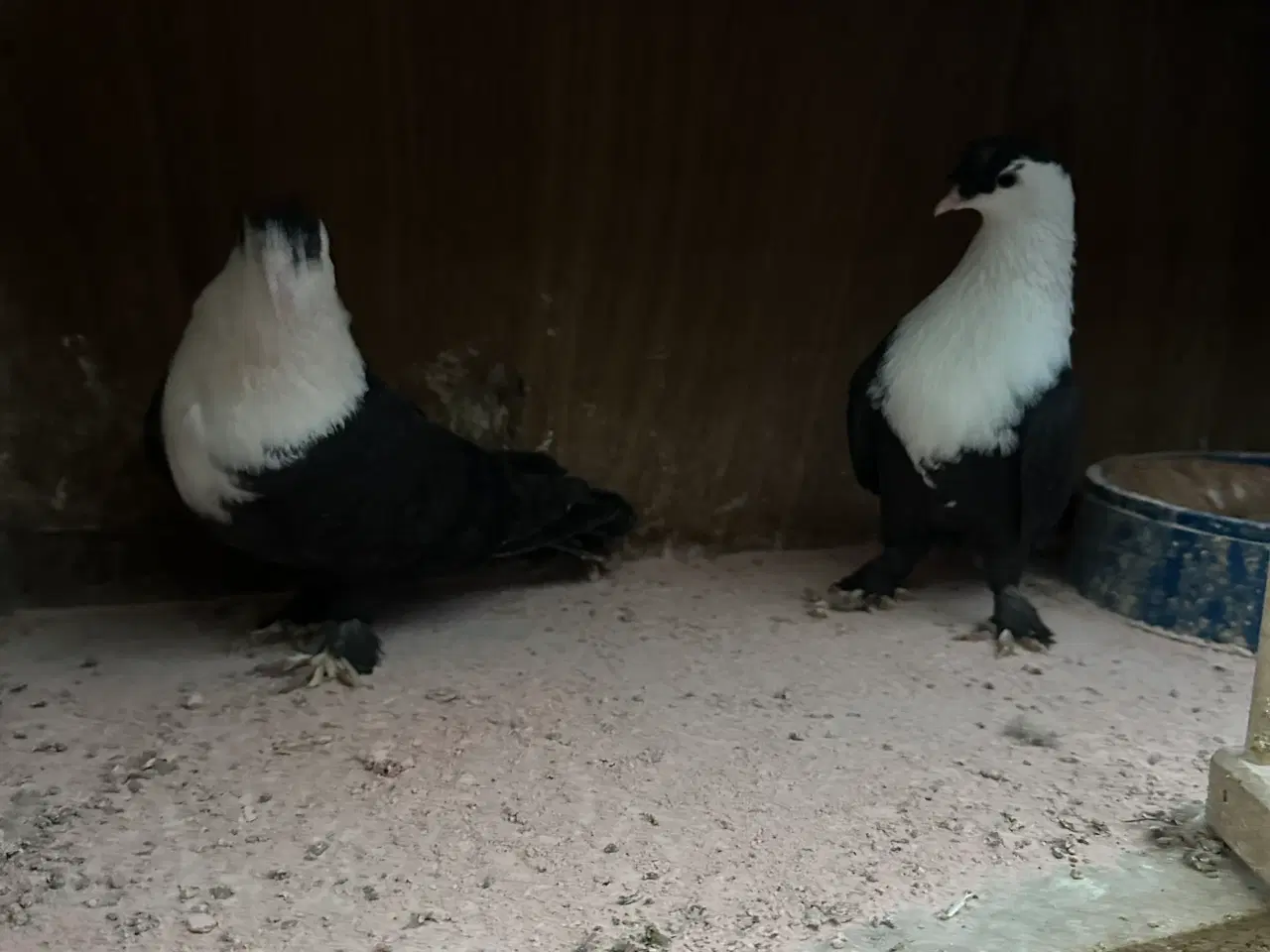 Billede 17 - Mange forskellige Arbisk race due